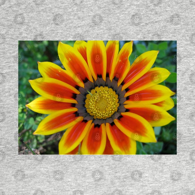 Gazania 2 Photography by Heatherian